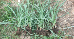 莎草科莎草草药介绍​插图1