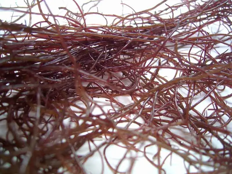 江蓠的深度探索：属性特征、功能主治、药材性状及食用诀窍？