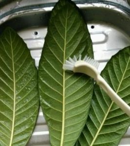 枇杷叶中药：润肺止咳功效，炮制属性特点与化痰平喘方剂推荐插图1