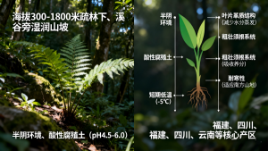 狗脊名字由来？金毛狗脊形态特征？插图6