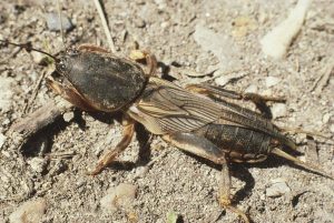 蝼蛄中药：性味归经属性解析，核心功效与作用及实用方剂推荐插图2