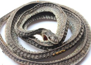 乌梢蛇中药百科：属性特征、功效作用及主治病症详解插图1