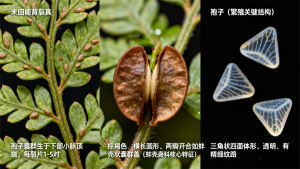 狗脊名字由来？金毛狗脊形态特征？插图5