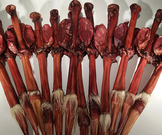 鹿鞭：鹿鞭中药属性你知道吗？性状、主治症状，土方选用有何技巧？插图