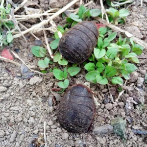 土鳖虫中药属性详解：功效与作用分析及常用方剂汇总插图2