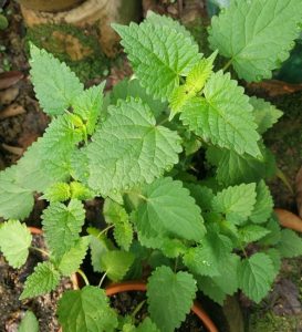 泽泻科泽泻草药介绍​插图