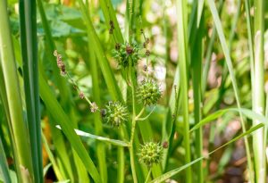 黑三棱科黑三棱草药介绍​