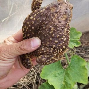 蟾蜍中药属性手册：生态特征、药用功能与主治病症说明插图