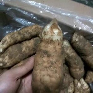 兰科天麻草药介绍​插图1