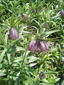 百合科浙贝母草药介绍​