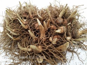 百合科云南重楼等草药介绍​插图1