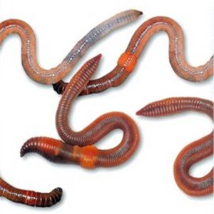 地龙中药百科：生物属性、核心功效及主治病症详细介绍插图1