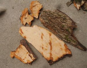 香樟根皮：领略独特属性，温中止痛功效与经典方剂解读?