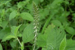 罂粟科延胡索草药介绍​