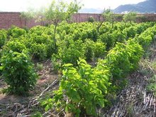 兰科天麻草药介绍​