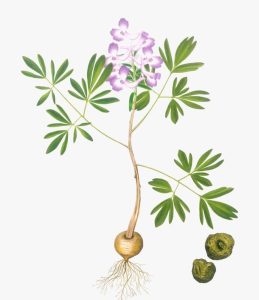 罂粟科延胡索草药介绍：功效与使用方法全解析