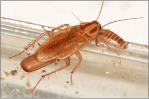 蜚蠊中药的属性特征、药用功效与作用及常用方剂举例插图