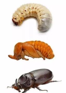 蛴螬中药：生物形态属性、主要功效作用与常用方剂整理插图1