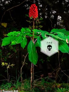 天南星科天南星等草药介绍​插图1