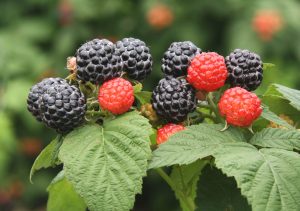 覆盆子：益肾中药的属性、功效与作用及方剂推荐插图