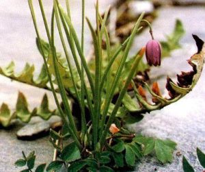 百合科川贝母等草药介绍​