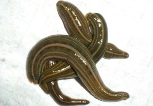 水蛭中药解析：生物属性、核心功效及主治病症全指南插图