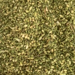 裕亨中药解密：槐米——潜藏在花蕊间的凉血“小能手”，方剂大公开？插图1