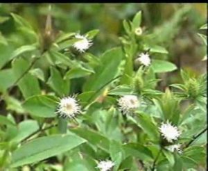 菊科茅苍术等草药介绍​