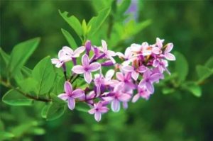 丁香花：丁香芬芳韵悠长，温中降逆有妙方，裕亨中药来分享？插图1