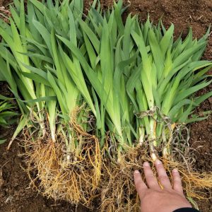 鸢尾科射干草药介绍​