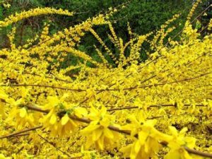 连翘：传统中药的属性、功效与作用及方剂推荐插图