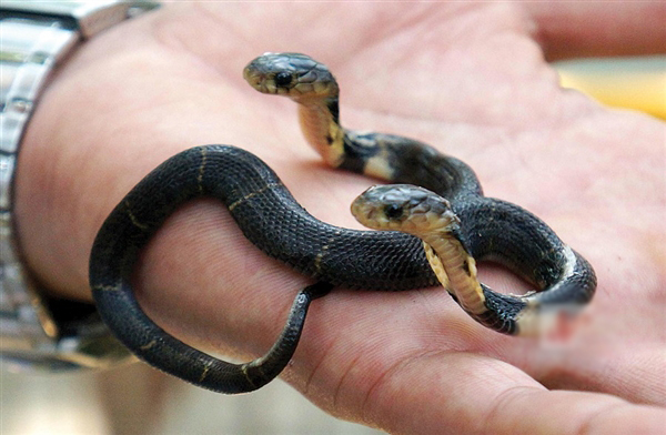 眼镜蛇中药属性指南：药用功效、功能特点及主治方向