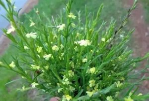 玄参科胡黄连草药介绍​