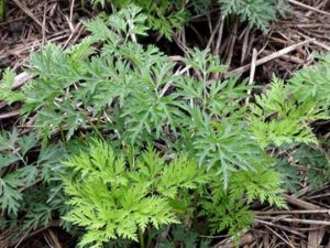 伞形科川芎草药介绍​插图1