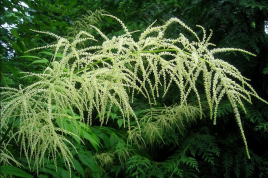 毛茛科大三叶升麻等草药介绍：功效与用法全解析