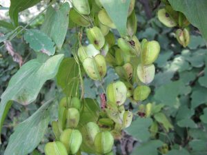 薯蓣科薯蓣草药介绍​