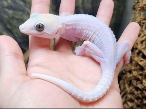 蛤蚧中药属性大全：形态特征、功效作用及主治病症详解插图