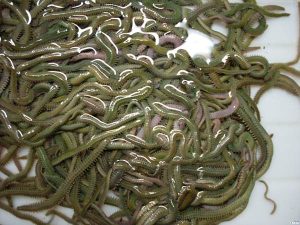 星虫中药解析：生态属性、药用功能与主治病症全介绍