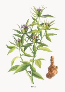 菊科白术草药介绍​