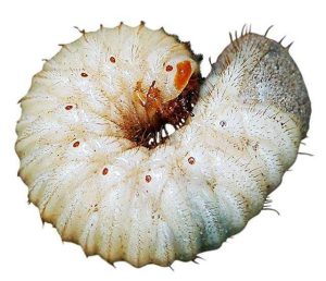 蛴螬中药：生物形态属性、主要功效作用与常用方剂整理