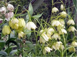 百合科浙贝母草药介绍​插图1