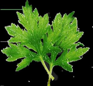 艾叶中药：性味归经属性、温经散寒功效与作用，附艾灸常用方剂插图