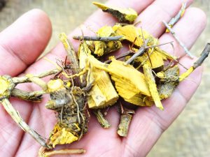 毛茛科黄连等草药介绍：功效与鉴别全解析插图2