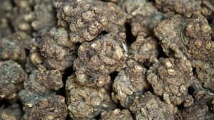 酒川芎：领略独特属性，挖掘其背后的强效方剂？