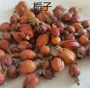 栀子：清热中药的属性、功效与作用及方剂推荐插图