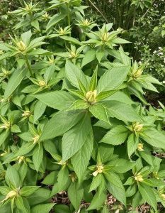 黑三棱科黑三棱草药介绍​插图1