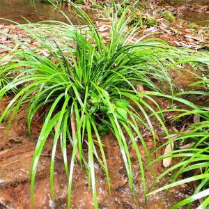 天南星科石菖蒲草药介绍​插图