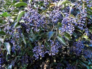 女贞子：常见中药的属性、功效与作用及方剂推荐插图2