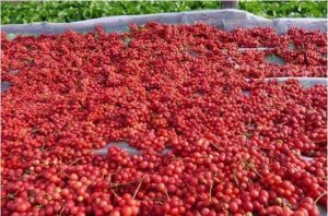 五味子：多功能中药的属性、功效与作用及方剂推荐插图2