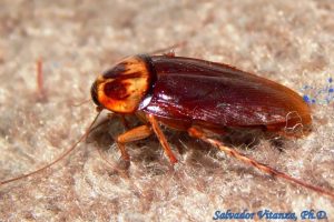 蜚蠊中药的属性特征、药用功效与作用及常用方剂举例插图1